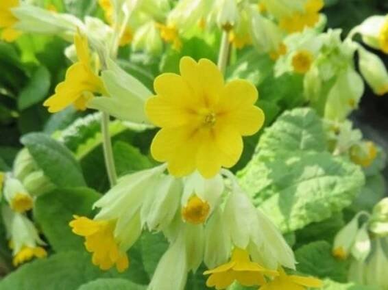 Prvosenka jarní 'Cabrillo Yellow' - Primula veris 'Cabrillo Yellow'
