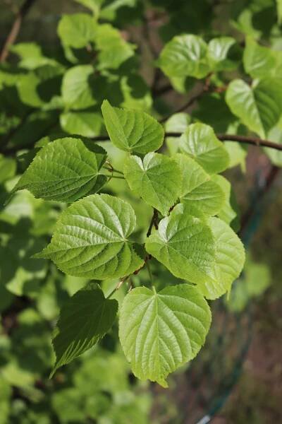 Tilia japonica - lípa japonská - list 