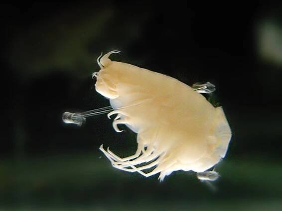 Gammaridea – Wikipedia