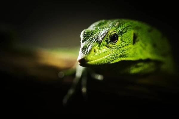 Varan smaragdový (Varanus prasinus) v pražské zoo.