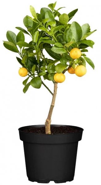 Citrusový kmen (Citrus), výška cca 20-30 cm, pr. kv. cca 12 cm
