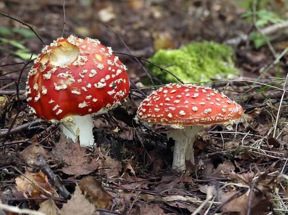Amanita muscaria - muchomůrka červená - myko.cz