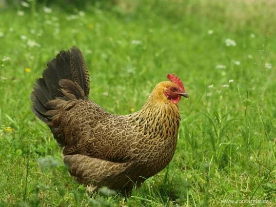 Česká slepice zlatá kropenatá | ZOOfarma