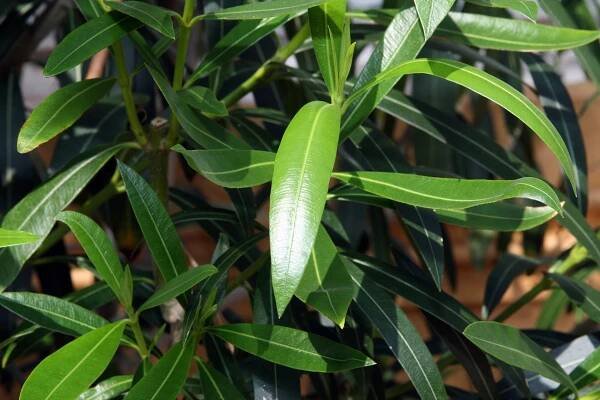 Soubor:Nerium oleander 19zz.jpg – Wikipedie