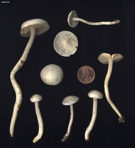 Hygrophorus discoxanthus (MushroomExpert.Com)