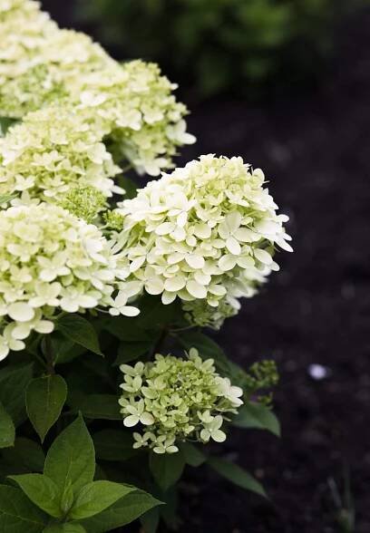 Hydrangea paniculata Living Little Passion®