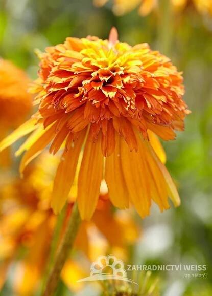 ECHINACEA PURP. MARMALADE