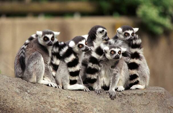 skupina lemur s kroužkovým ocasem - lemur kata - stock snímky, obrázky a fotky