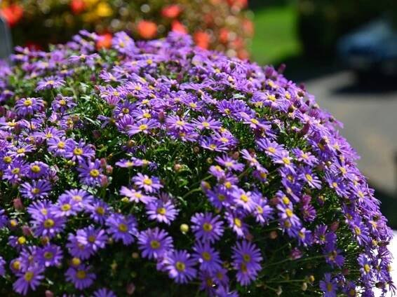 Brachyscome