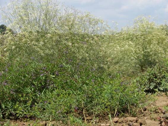 miříkovité- APIACEAE – 3. stránka – PlantaNaturalis.com