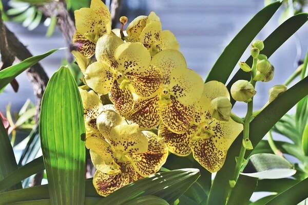 Hnojivo na orchideje 14
