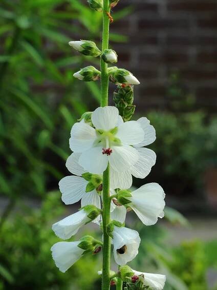 Sidalcea candida 'Bianca'