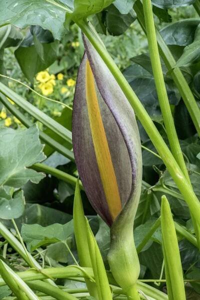 Arum concinnatum