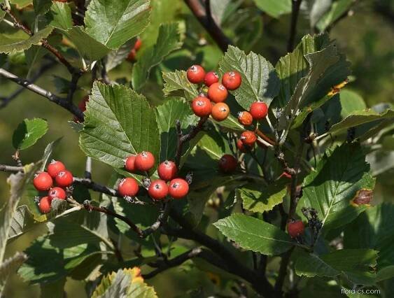 Jeřáb labský - Sorbus albensis
