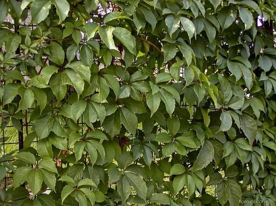Loubinec pětilistý (Parthenocissus quinquefolia)