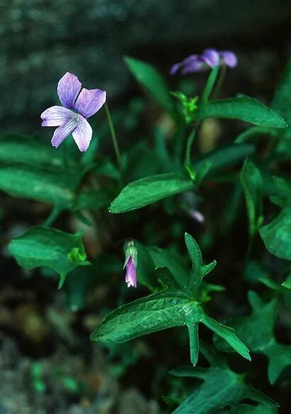 Viola xviarum – Botanikim