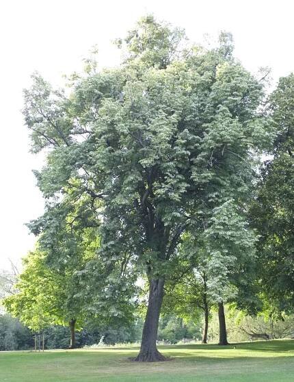 Tilia tomentosa