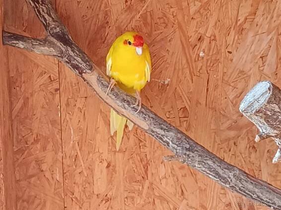 Kakariki