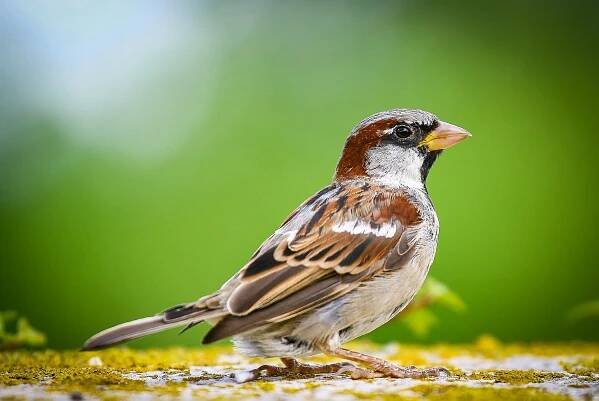 sparrow-804879_1920