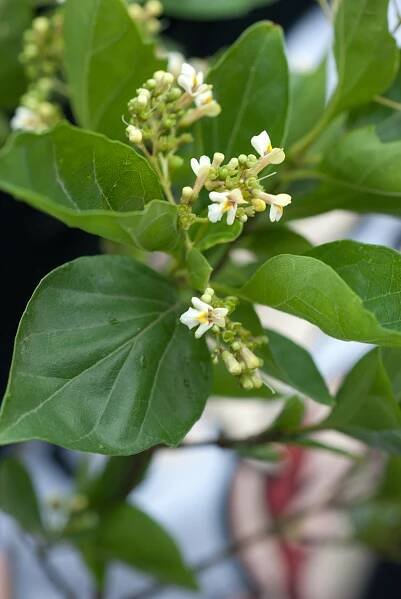 Premna microphylla