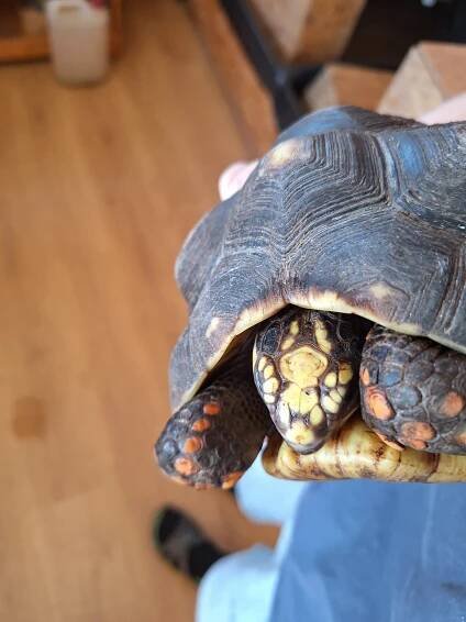 Táborská zoo dál zachraňuje další zvířata. Plánuje vybudovat nové želvárium