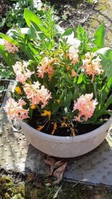 Flower Plant Flowerpot Houseplant Botany