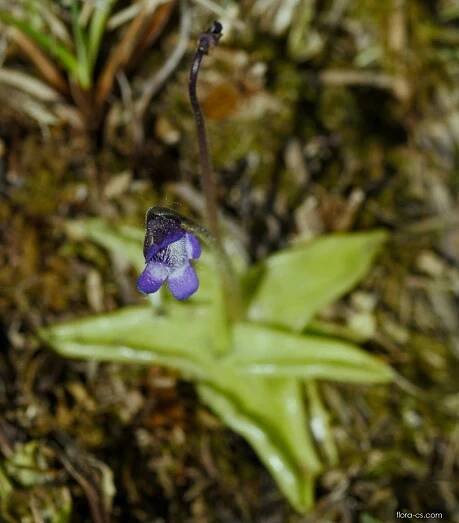 Tučnice obecná (Pinguicula vulgaris)