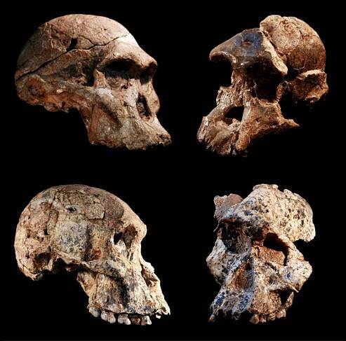 'Cradle of Humankind' Fossils Are 1 Million Years Older Than We Thought, Scientists Say