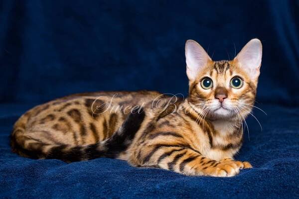 Sweet-beast.com | Bengal | UA*Sweet Beast Katty