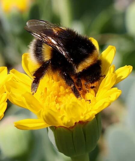 Bienenblütenfotos 3 – Welt der Bienen