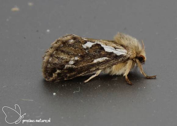 Common Swift - 2022