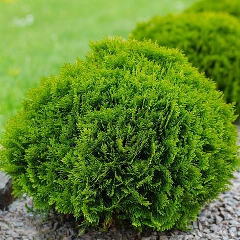 Thuja DANICA Krásná zelená kulička Tuja Živočišná na okraje Sazenice C3