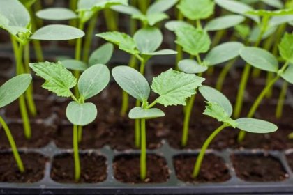 Pěstování sazenic okurky: základní pravidla a technologie