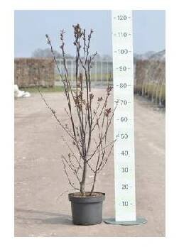 Květináč Slivoň myrobalán FloraSelf Prunus cerasifera 'Nigra' 40 cm květináč 5 l