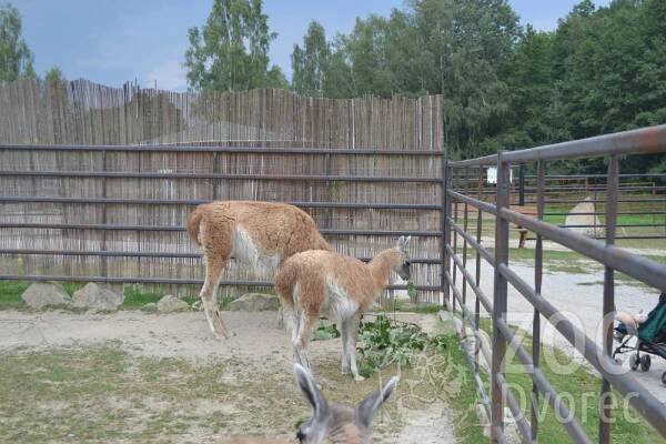 Lama guanako | ZOO Dvorec - máme rádi zvířata