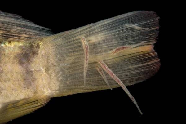 Parasites may gross us out, but they hold ecosystems together | National Geographic