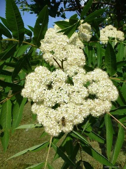 Jeřáb americký - větévka s květy (Sorbus americana)