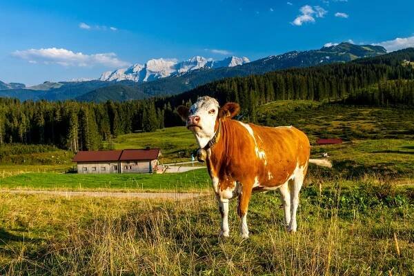Kuh auf der Winklmoos-Alm