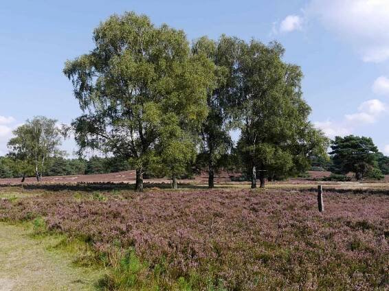 Typisches Landschaftsbild in der Fischbeker Heide im Süden Hamburgs | Foto: FOLLOW ME Hamburg