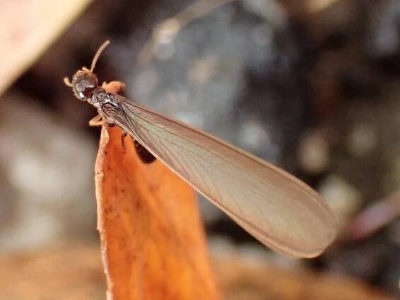 Coptotermes acinaciformis
