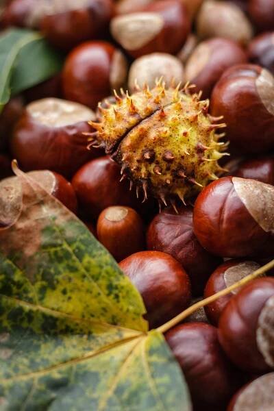 Castanea Kaštan Podzim - Fotografie zdarma na Pixabay