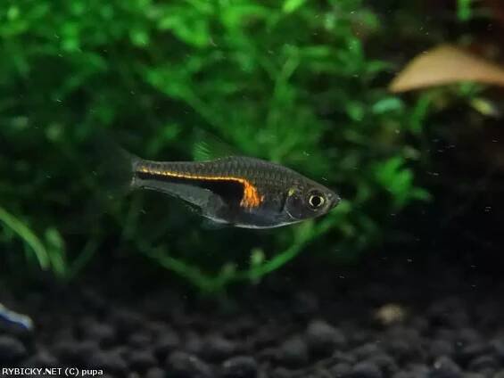 Razbora Hengelova | © pupa