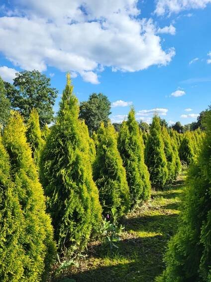 Thuja occ.Golden Smaragd 150-160 cm - Zahradnictví Munzar