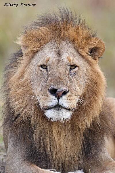 African Lion (Panthera leo)