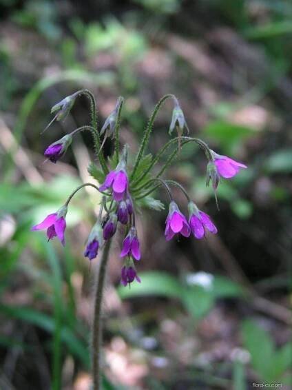 Kruhatka Matthiolova (Cortusa matthioli)