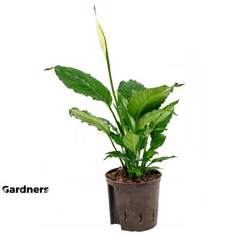 Spathiphyllum, průměr 13 cm - hydroponie Spatifylum, Lopatkovec, Toulcovka
