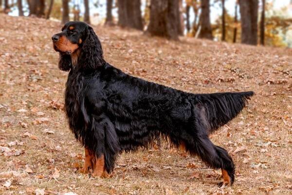 gordon setter stands in grass and leaves