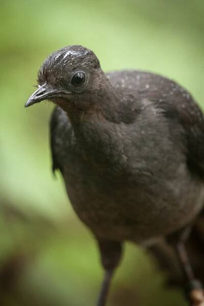 A female lyrebird forages in the rain.