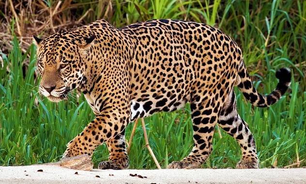 Fauna of Guyana
