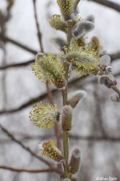 Salix ×rubra | Květena Šumavy